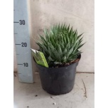 Aloe Aaloe mix 21cm