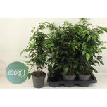 Ficus Viigipuu benj danielle 17cm