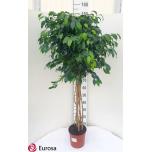 Ficus benjamina danielle 21cm