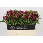 Paeonia Pojeng Paul M Wild 50-55cm