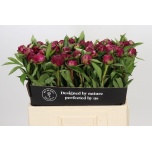 Paeonia Pojeng Paul M Wild 50-55cm