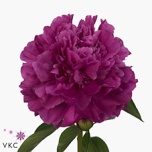 Paeonia Pojeng Paul M Wild 60cm