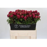 Paeonia Pojeng Paul M Wild 60cm