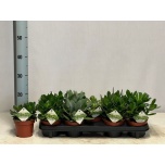 Crassula Turdleht Mix 12cm