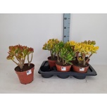 Crassula Turdleht mix 17cm