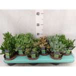 Crassula mix 10,5cm