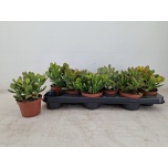 Crassula mix 10,5cm
