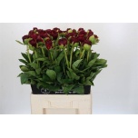 Paeonia Pojeng Ole Faithful 70cm