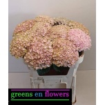 Hydrangea Hortensia Magic Revolution Roze 70cm*5