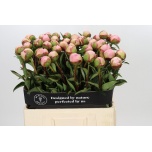 Paeonia Pojeng Albert Crousse 60cm