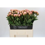 Paeonia Pojeng Albert Crousse 60cm