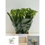 Freesia Versailles