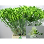 Freesia Versailles