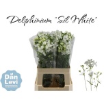 Delphinium Kukekannus Silk White 60cm