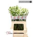 Delphinium Kukekannus Silk White 60cm