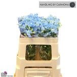Delphinium Kukekannus Sky Blue 50cm