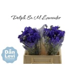 Delphinium Kukekannus M Lavender 40cm