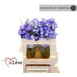 Delphinium Kukekannus M Lavender 50cm