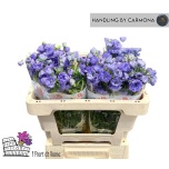 Delphinium Kukekannus M Lavender 50cm