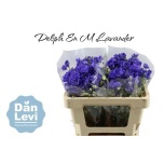 Delphinium Kukekannus M Lavender 50cm