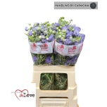 Delphinium Kukekannus M Lavender 60cm