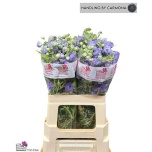Delphinium Kukekannus M Lavender 60cm