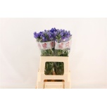 Delphinium Kukekannus M Lavender 60cm