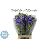 Delphinium Kukekannus M Lavender 70cm