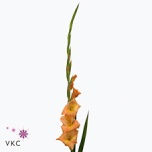 Gladiolus Gladiool Peche Melba