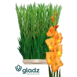 Gladiolus Gladiool Peche Melba 130cm