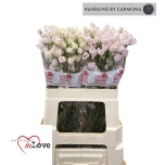 Delphinium Kukekannus Sugar Pink 55cm