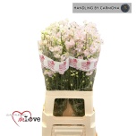 Delphinium Kukekannus Sugar Pink 70cm