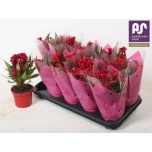 Celosia arge hot topic purple 12cm
