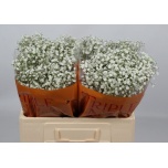 Gypsophila Kipslill Xlence 50cm*25
