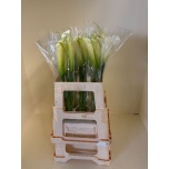 Zantedeschia Kalla Innocence 60cm
