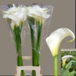 Zantedeschia Kalla Innocence 90cm