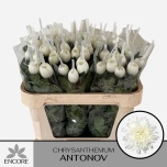 Chrysanthemum Krüsanteem BL Antonov 75g*10