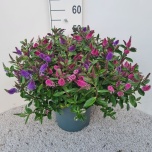 Hebe Puismailane 26cm