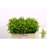 Solidago Kuldvits Carzan Glory 50cm