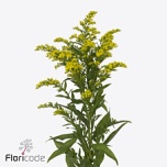 Solidago Kuldvits Carzan Glory 60cm