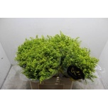 Solidago Kuldvits Carzan Glory 60cm