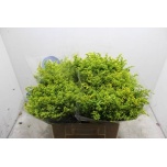 Solidago Kuldvits Carzan Glory 60cm