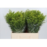 Solidago Kuldvits Carzan Glory 60cm