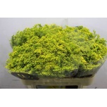 Solidago Kuldvits Carzan Glory 70cm