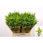 Solidago Kuldvits Carzan Glory 70cm