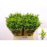 Solidago Kuldvits Carzan Glory 70cm