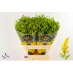 Solidago Kuldvits Carzan Glory 80cm