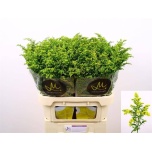 Solidago Kuldvits Carzan Glory 80cm