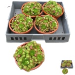 Sempervivum Mägisibul mix 19cm