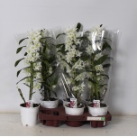 Dendrobium nobile 12cm